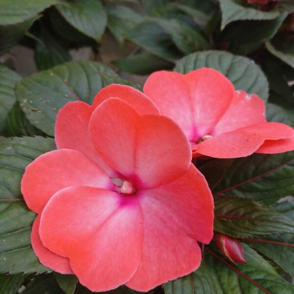 Fiori Di Vetro Nuova Guinea.Impatiens Nuova Guinea V14 Piante Da Esterno Fiorite Barbazza Garden