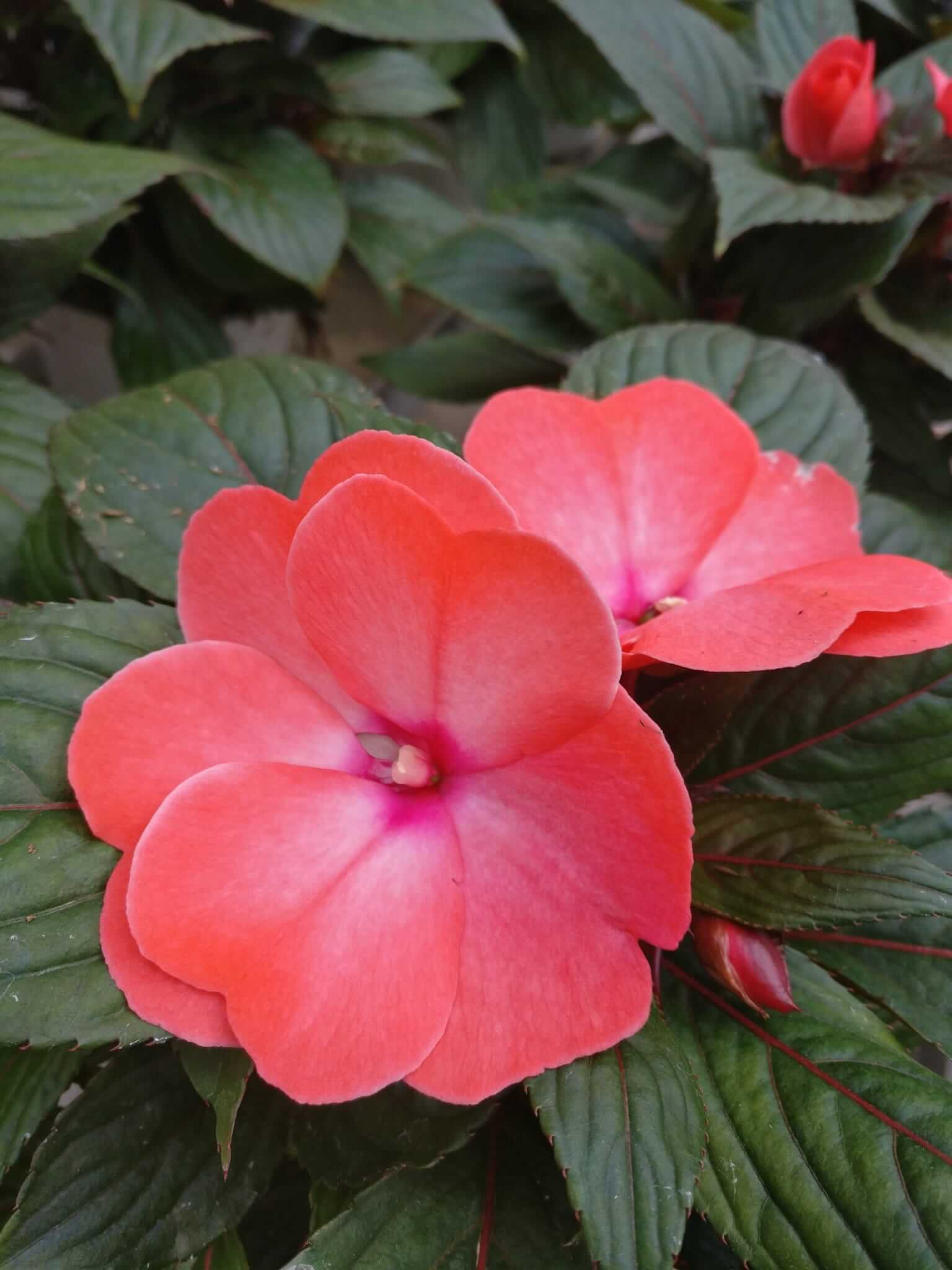 Fiori Di Vetro Nuova Guinea.Impatiens Nuova Guinea V14 Piante Da Esterno Fiorite Barbazza Garden