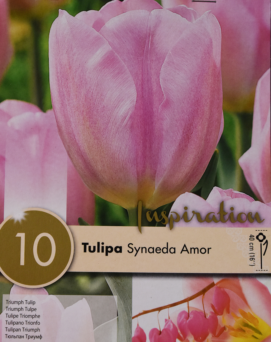 Tulipa Synaeda Amor Bulbi E Semi Da Fiore Barbazza Garden