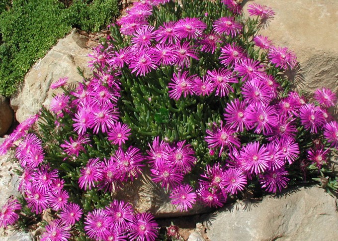 delosperma-cooperi