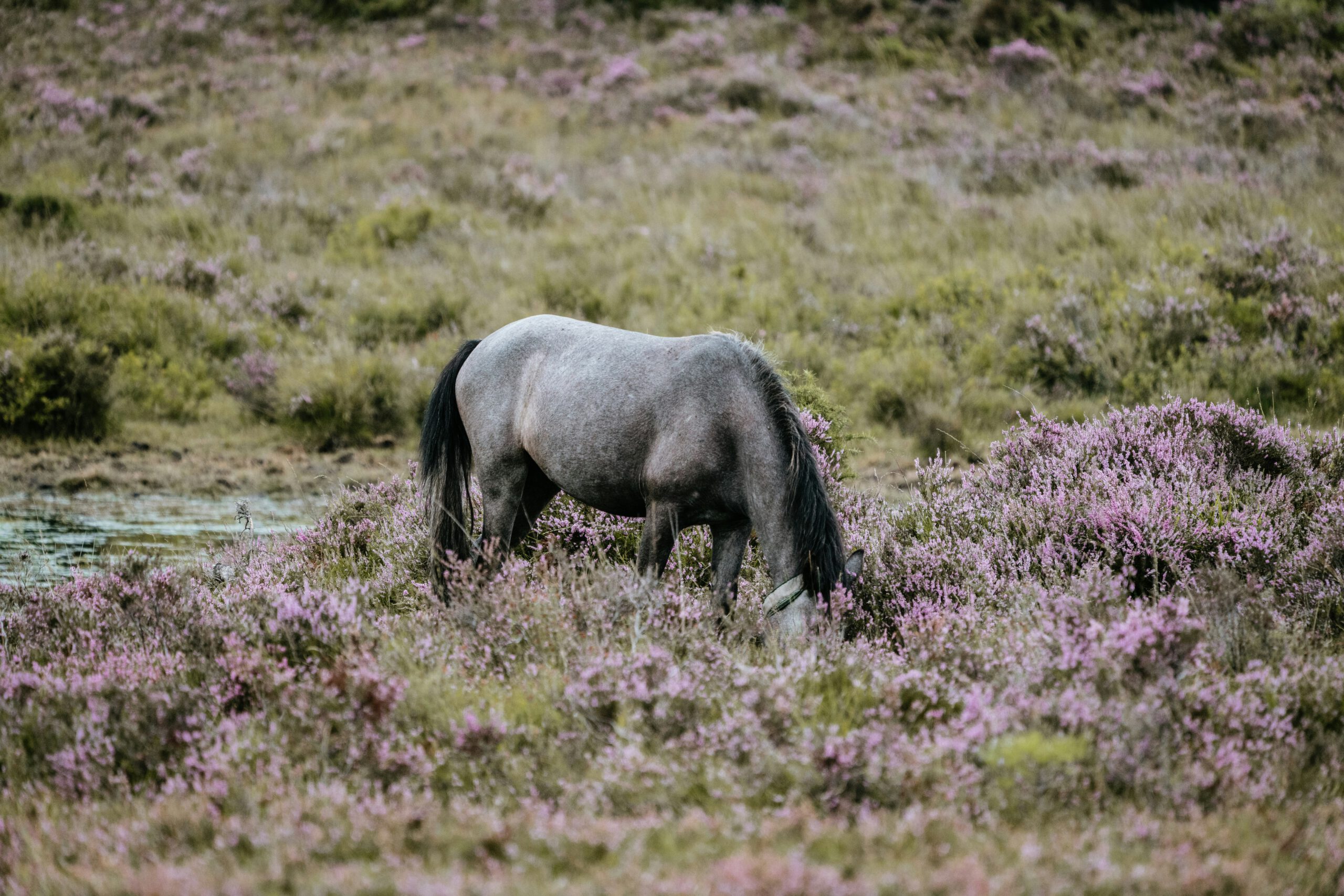 annie-spratt-duESA_Nj1lw-unsplash