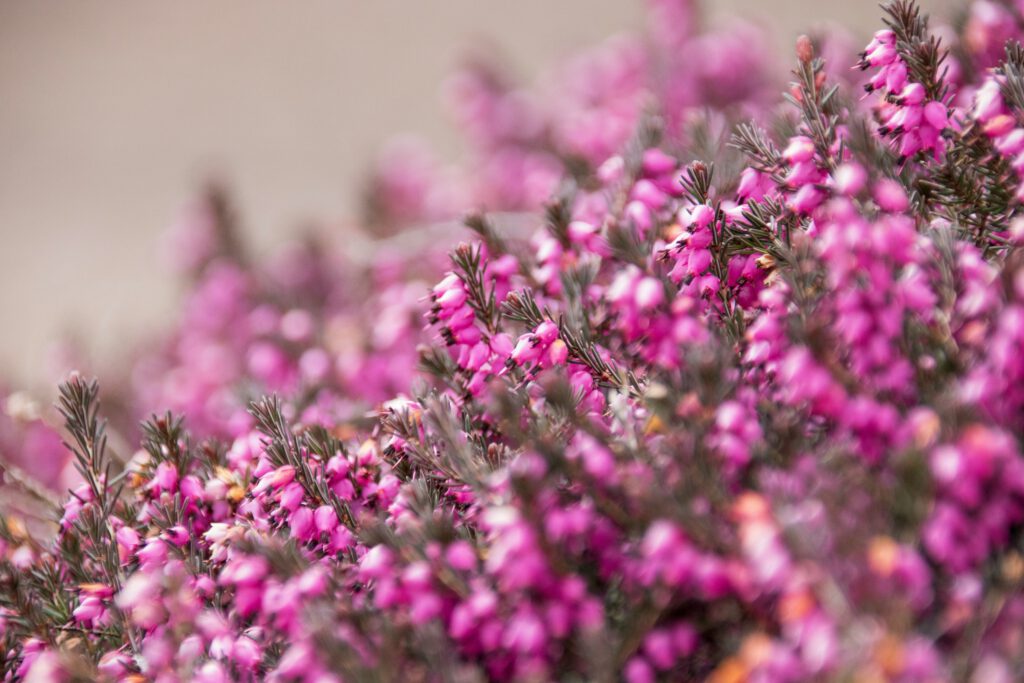 maureen-astrid-0s83bwnD7rM-unsplash