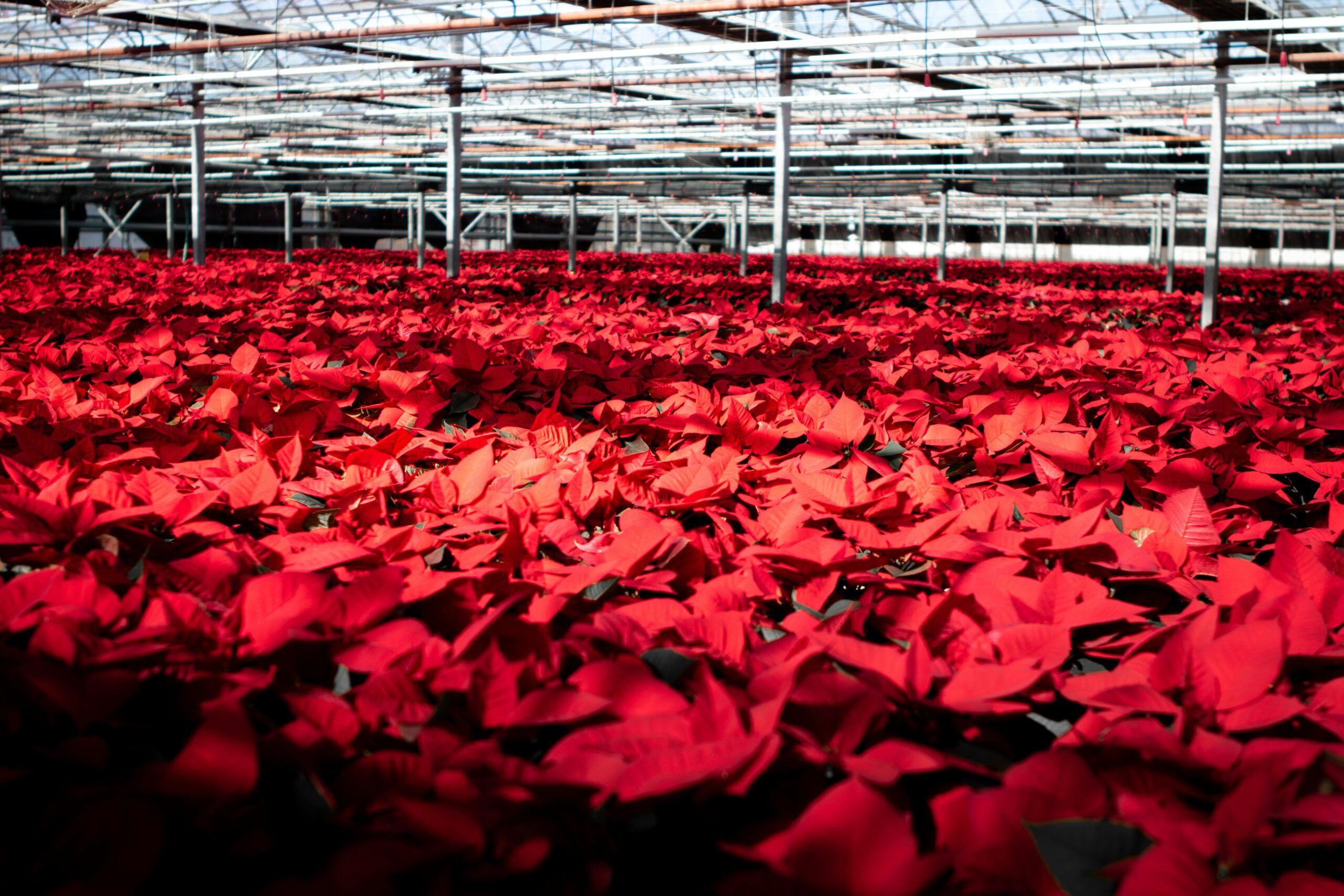 parker-sturdivant-0S5lFAY_fzg-unsplash