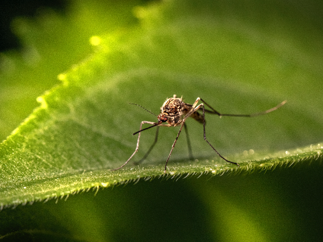 Piante Anti-Zanzare: Le 5 piante più efficaci contro le Zanzare 
