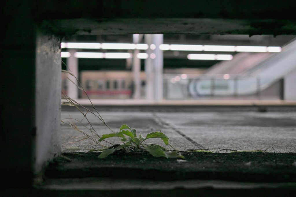 takemaru-hirai-fYqHXlHKsLs-unsplash