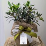 bomboniera1 bomboniera con pianta di olivo e juta